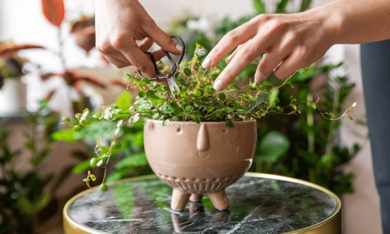 pruning a small plant
