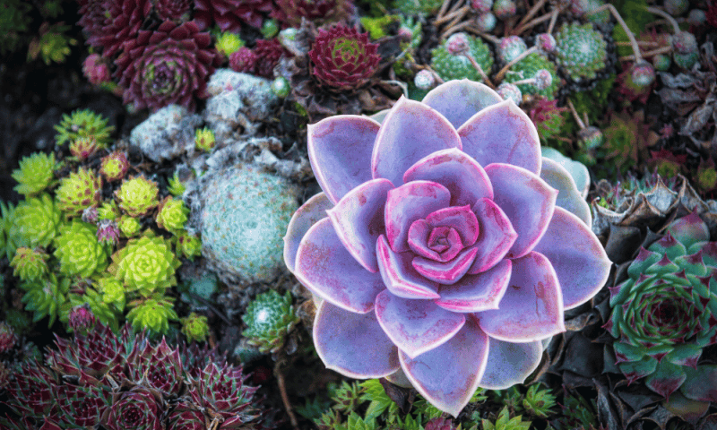 How Long Do Succulents Live? A Zone 5b Gardener's Real Answer 4 Vibrant succulent plant. How long do succulent plants live