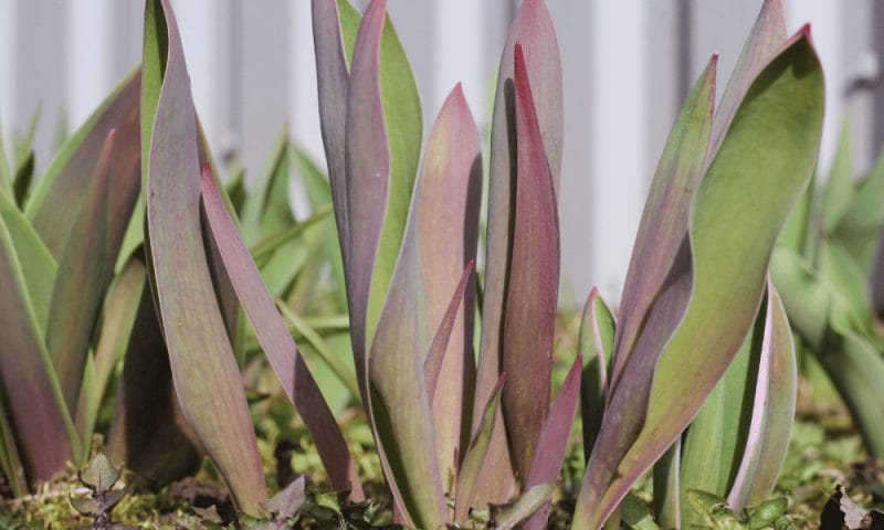The Shriveled Succulent Leaves: Mystery Solved 1 Green Succulent. Shriveled succulent plant leaves solved