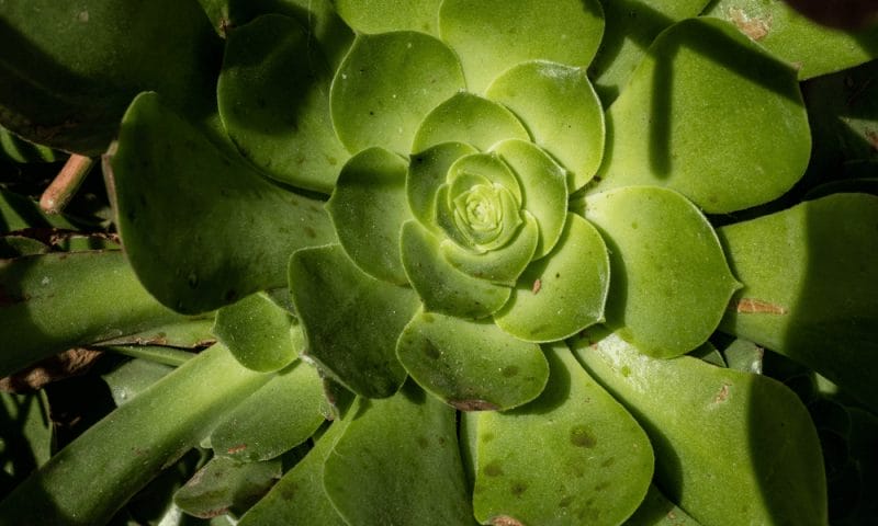 The Shriveled Succulent Leaves: Mystery Solved 3 Succulent plants