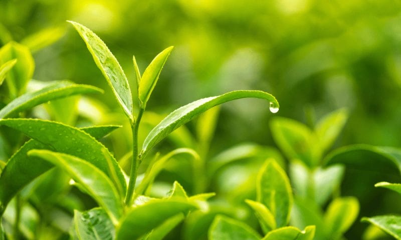 Growing your own tea garden. Tea leaves. Tea plants.