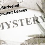 The Shriveled Succulent Leaves: Mystery Solved 3 The Shriveled succulent plant leaves: Mystery Solved