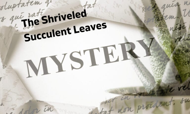 The Shriveled succulent plant leaves: Mystery Solved