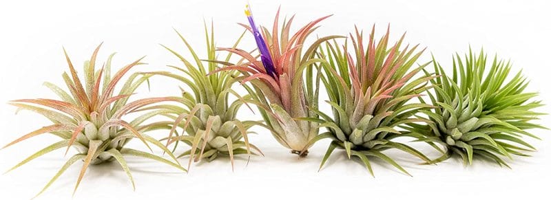 Air Plants Ionantha Mexican - Colors and Shape Varies Due to Seasonality-Live Tillandsia Succulent air plant House Plants