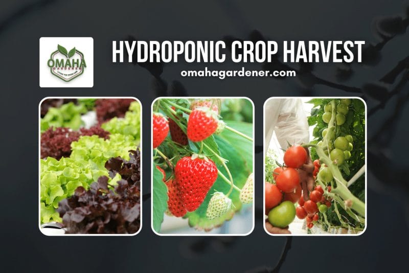 Hydroponic Crop Harvest. Image of strawberries.