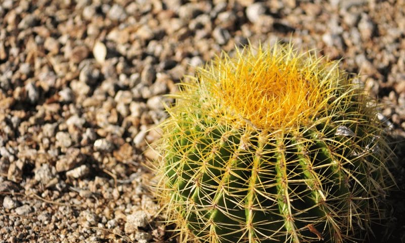 How Long Do Succulents Live? A Zone 5b Gardener's Real Answer 11 Barrel Cactus succulent plant