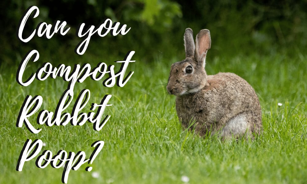 Rabbit in a lawn. Can you compost rabbit poop?