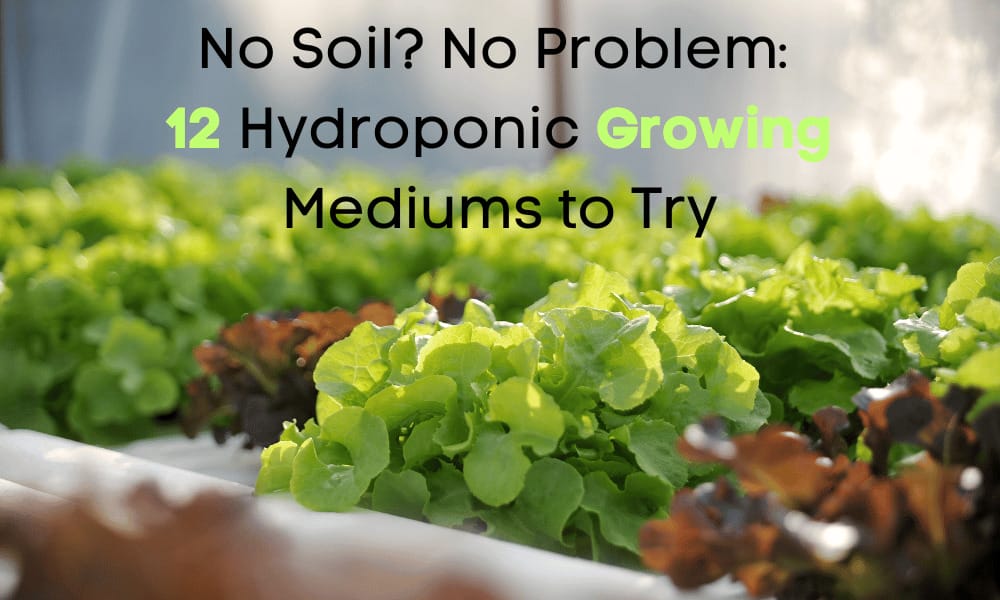 Top 12 Hydroponic Growing Mediums for Soilless Gardening