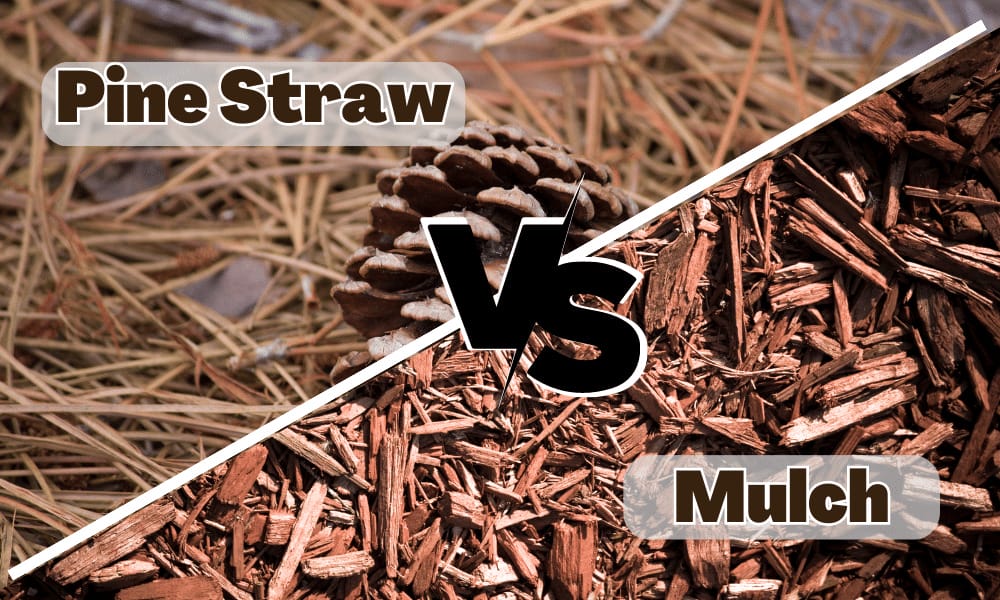 pine straw or mulch