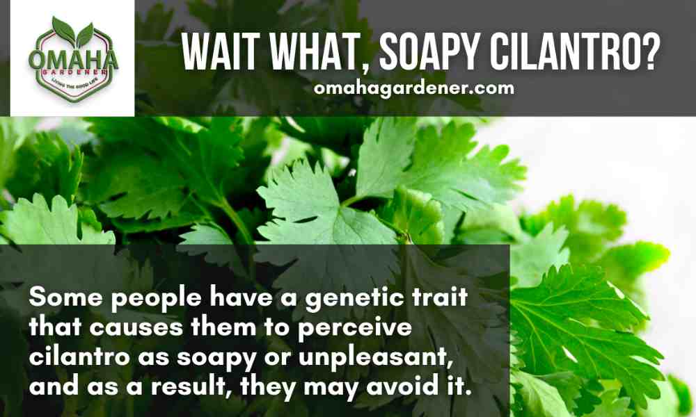 How Long Do Herbs Take To Grow From Seed - Plus 15 Tips 14 A green plant grown from water cuttings with the words wait what soap clanton?.