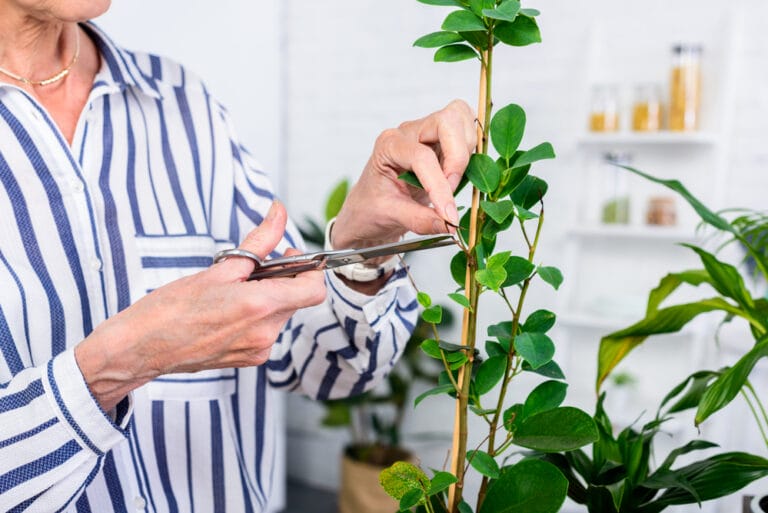 Unlock the Secret to Plant Propagation: Your Ultimate Guide to Stem Cutting