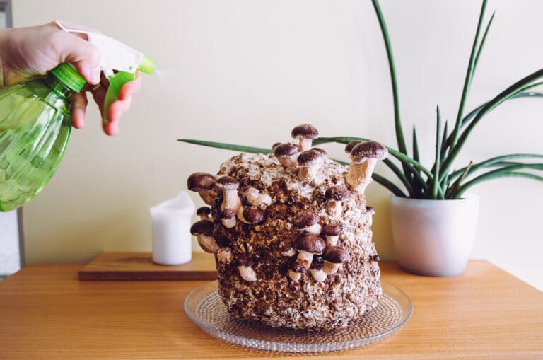 Shiitake mushrooms, Lentinula edodes growing kit in home kitchen, fungi culture. Fun hobby growing food in home.