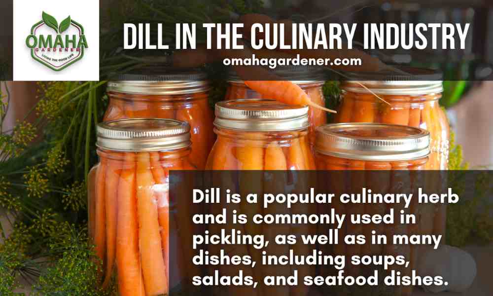 Dill -An herb for culinary purposes.