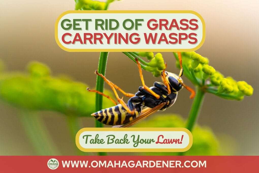 A grass wasp on a plant with the text: "How to get rid of grass-carrying wasps. Take back your lawn!" and the website "www.omahagardener.com" at the bottom. omahagardener.com