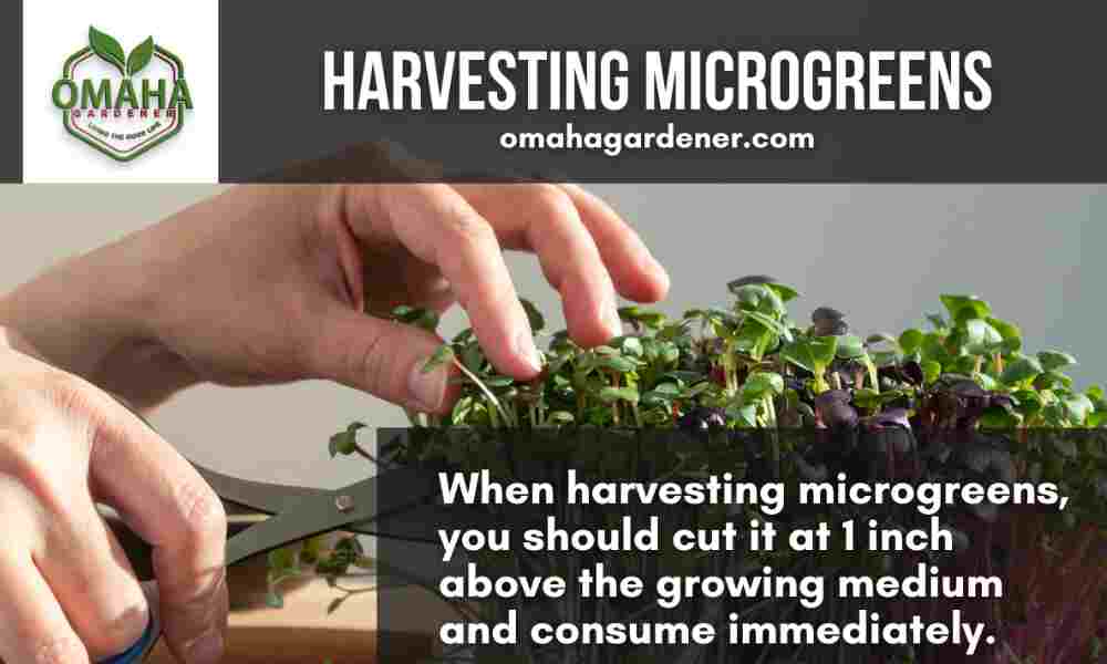 Techniques for gardening and harvesting microgreens.