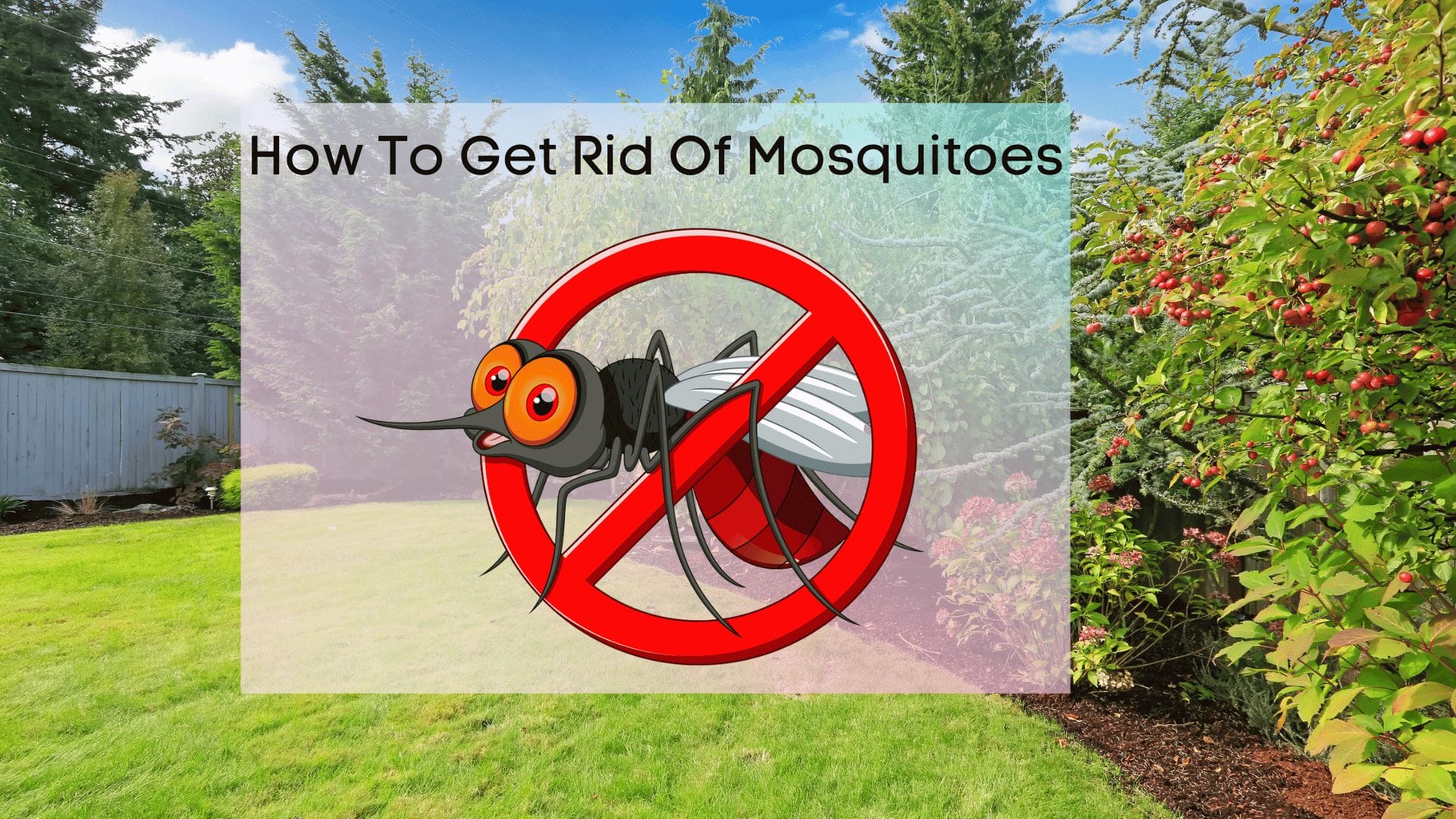 How to get rid of mosquitoes