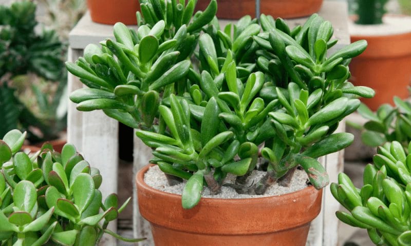 How Long Do Succulents Live? A Zone 5b Gardener's Real Answer 7 Jade plant