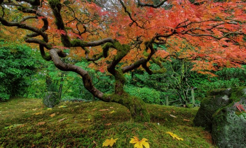 Japanese maple tree - mature