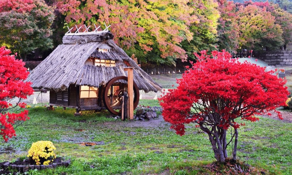 Japanese maple tree with hut. Best Soil For Japanese Maple: The Ultimate Guide!