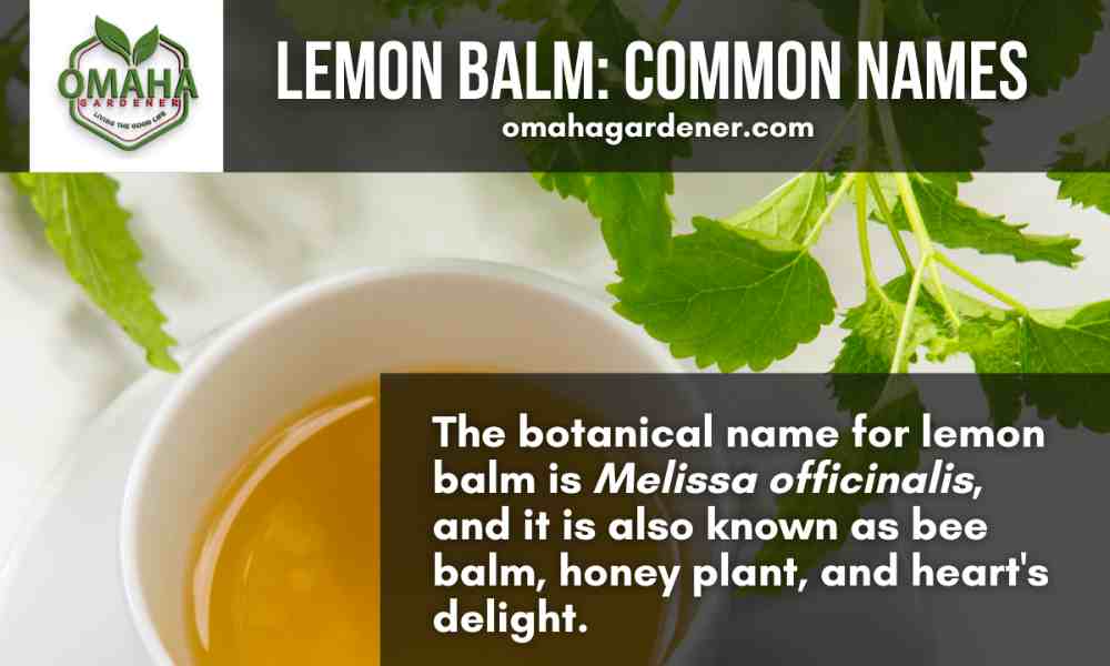 Common names of lemon balm, a herb that can be grown in water using cuttings.