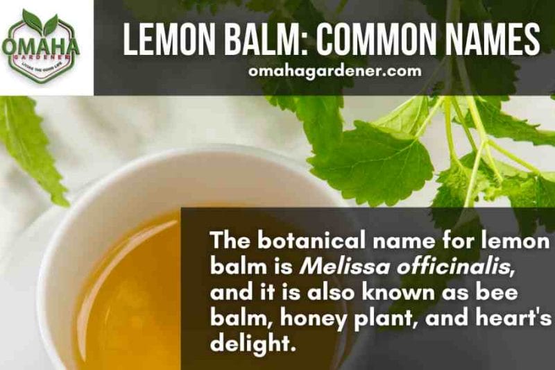 Common names of lemon balm, a herb that can be grown in water using cuttings.