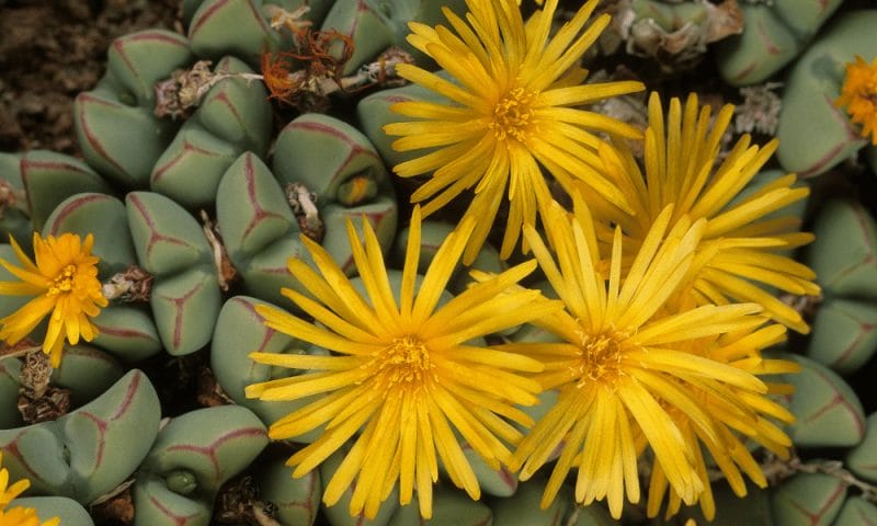 How Long Do Succulents Live? A Zone 5b Gardener's Real Answer 8 Living Stones succulent plant