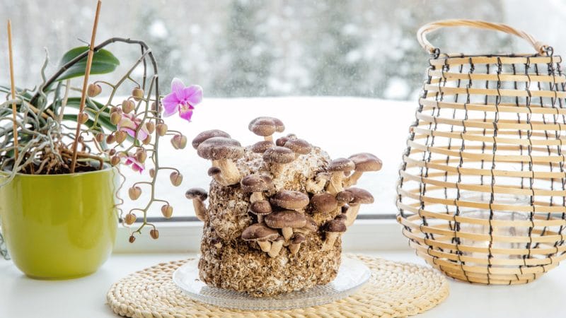 Mushroom in substrate. 5 steps to growing mushrooms at home