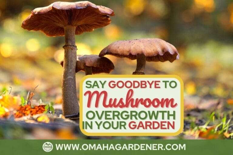 Close-up of mushrooms in a garden with a promotional banner reading "Say Goodbye to Mushroom Overgrowth" and a website URL www.omahagardener.com. omahagardener.com