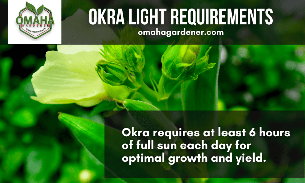 Optimal growth and yield of okra seeds and seedlings.