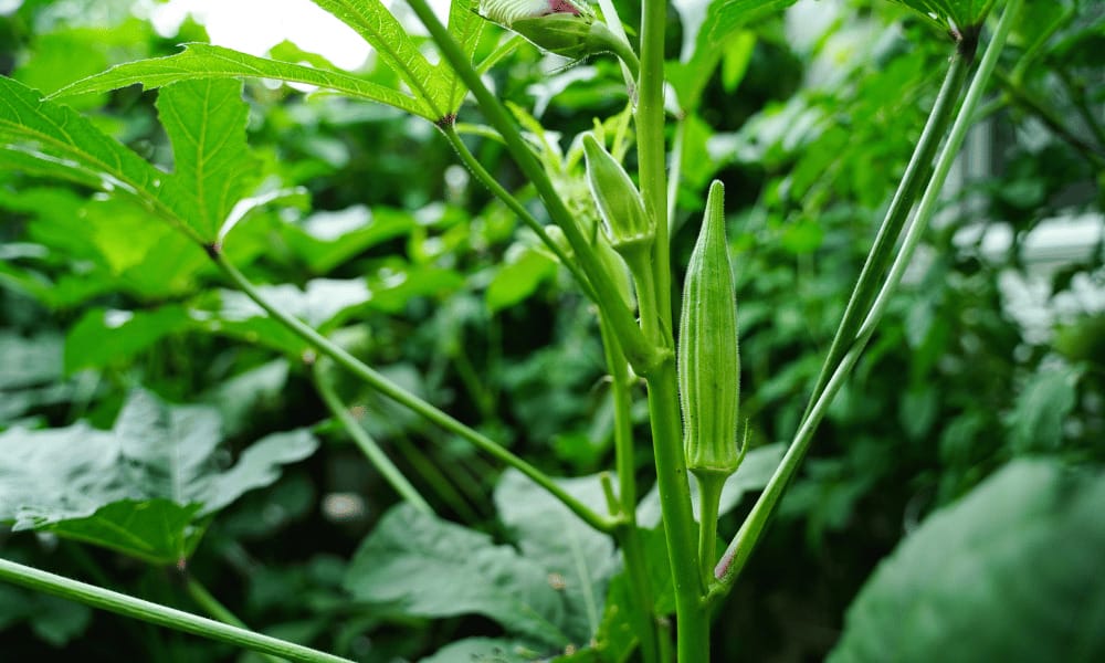 How to Plant and Grow Okra With or Without A Trellis