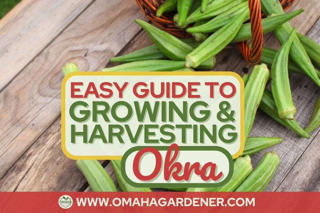 Image showing fresh okra on a wooden surface with a text overlay: "Easy Guide to Growing & Harvesting Okra from Seeds" and a website link: www.omahagardener.com. omahagardener.com