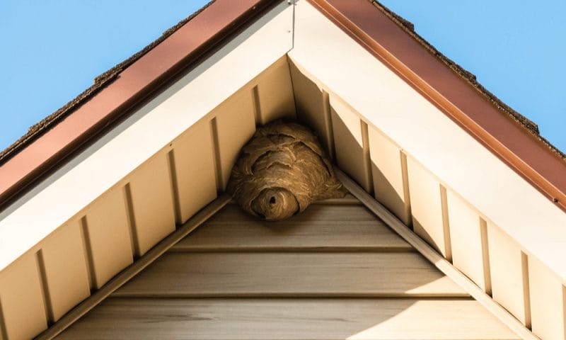 paper nest