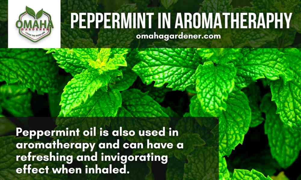 Peppermint oil, a herb that you can grow in water or from cuttings, is popularly used in aromatherapy for its invigorating effect.
