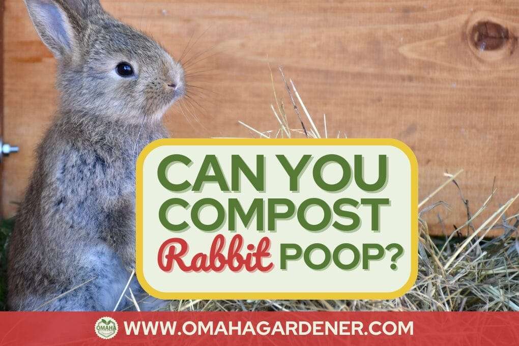 A rabbit sits next to a sign that reads, "CAN YOU COMPOST Rabbit POOP?" The scene features hay and a wooden surface, emphasizing the natural setting. For insights into composting rabbit poop, visit www.omahagardener.com shown at the bottom. omahagardener.com