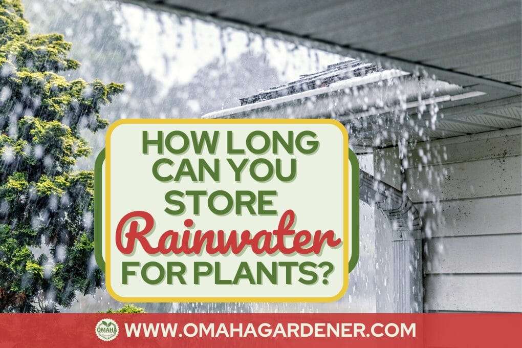 A sign in front of a rain gutter reads, "How long can you store rainwater for your plants?" The background shows heavy rain pouring from a roof. The website omahagardener.com is displayed at the bottom. Discover the benefits of using rainwater for healthier plants and gardens. omahagardener.com