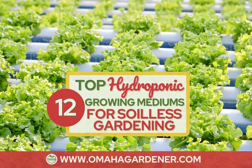 Rows of hydroponically grown lettuce in a greenhouse with a central text box saying "Top 12 Hydroponic Growing Mediums For Soilless Gardening" and a website link at the bottom. Discover the best growing medium to elevate your soilless gardening today! omahagardener.com