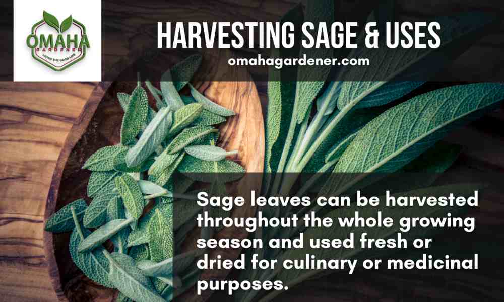 Harvesting sage cuttings and uses in water.