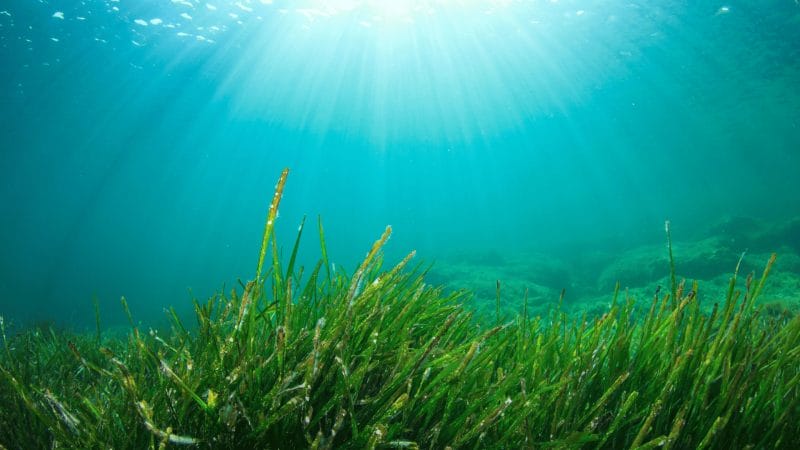 Benefits of seaweed fertilizer for your garden