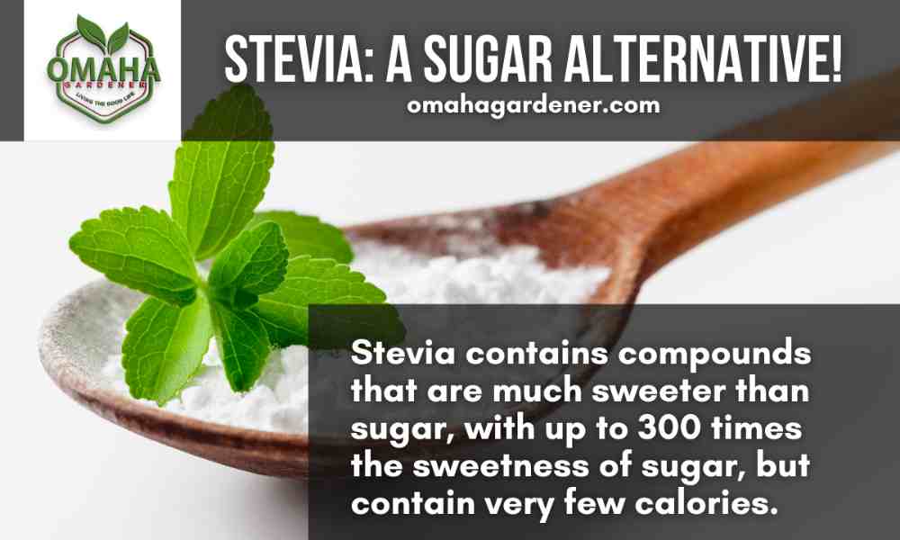 Stevia is a water-grown sugar alternative derived from cuttings.