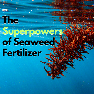 The Superpowers of Seaweed Fertilizer.