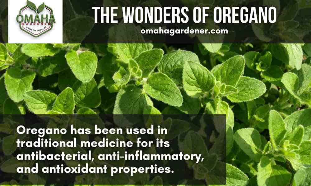 The wonders of oregano, an herb that you can grow in water using cuttings.