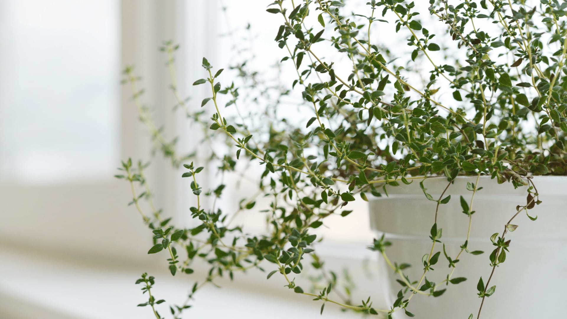 A white pot containing a lush, green thyme plant is placed on a windowsill. The background is softly blurred. omahagardener.com