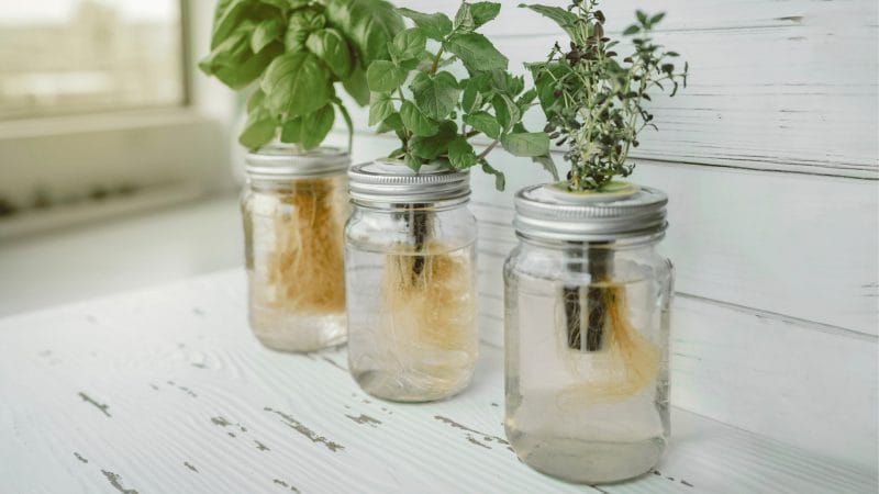 How to Grow Thyme From Cuttings. Thyme growing in water.