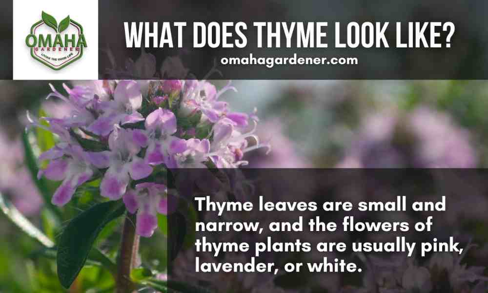 What do thyme cuttings look like when growing in water?