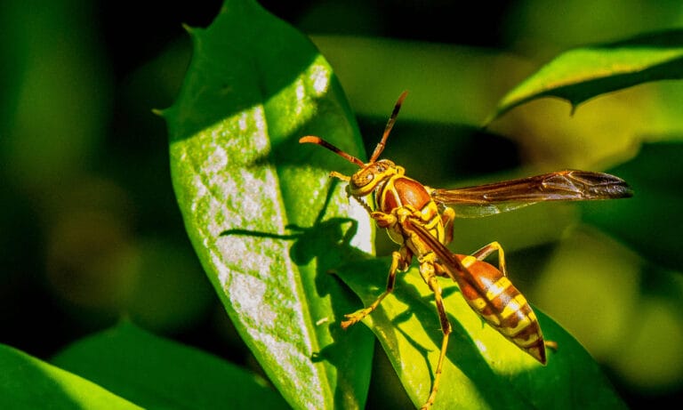 Wasp on green leaf. Sunlight shining on wasp