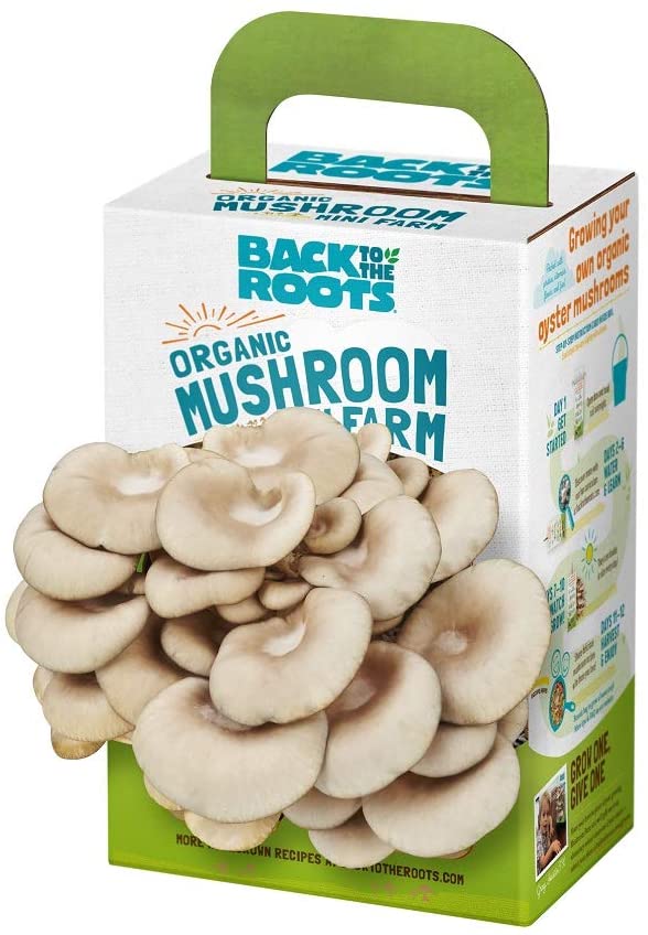 mushroom kit