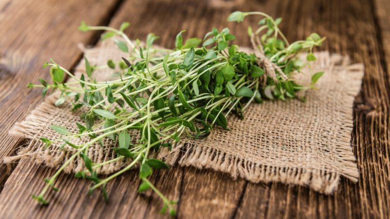 How to Grow Thyme From Cuttings