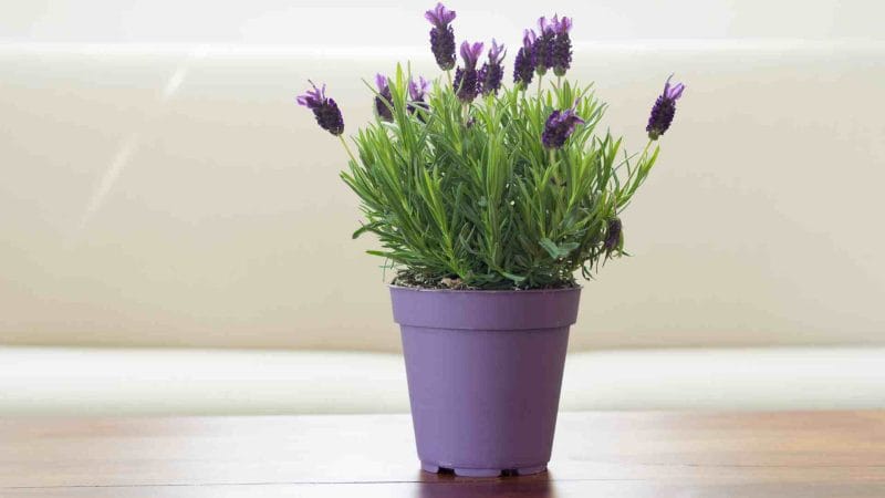 Lavender plant in pot on a table