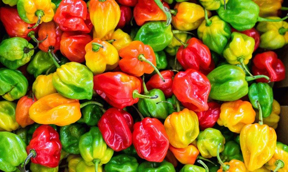 habanero Peppers. Various colors. Grow Your Own Habanero Peppers
