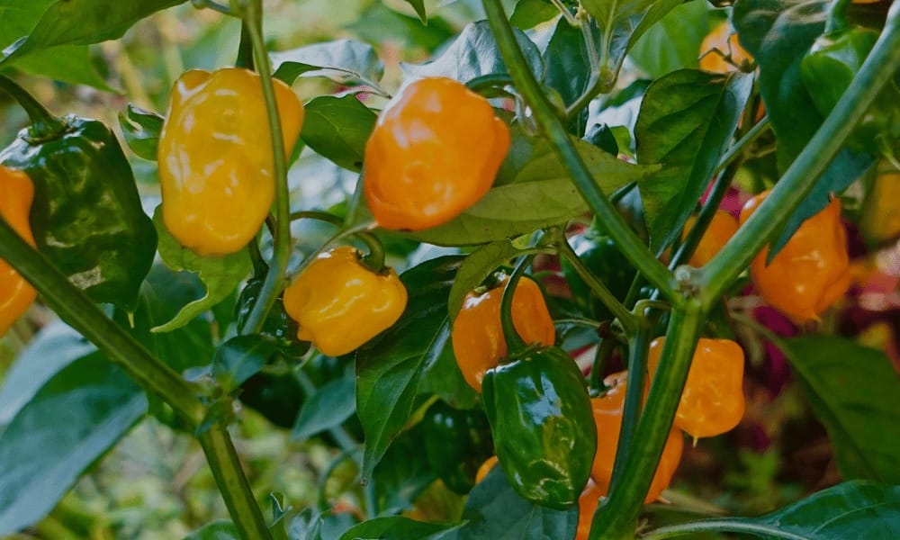 habanero plant with peppers